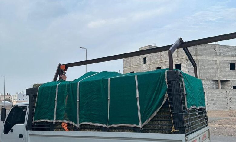 دينا ونش بلنقو صندوق